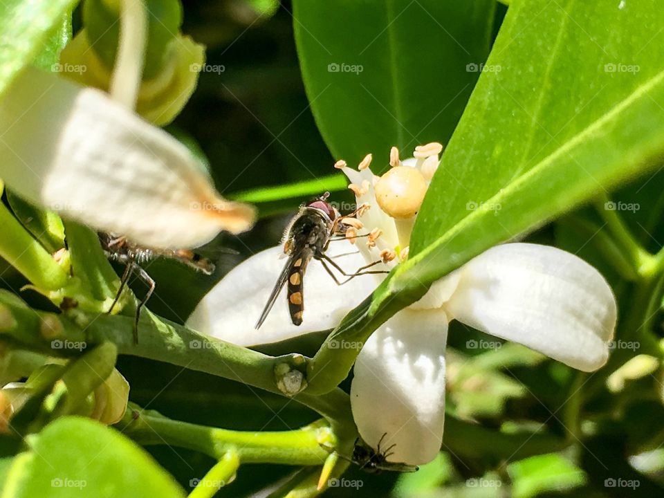 Honeybee collecting pollen from a flower