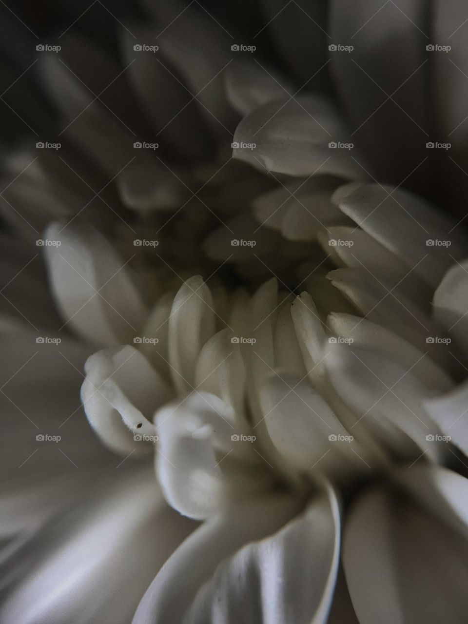 Macro photo of a chrysanthemum flower