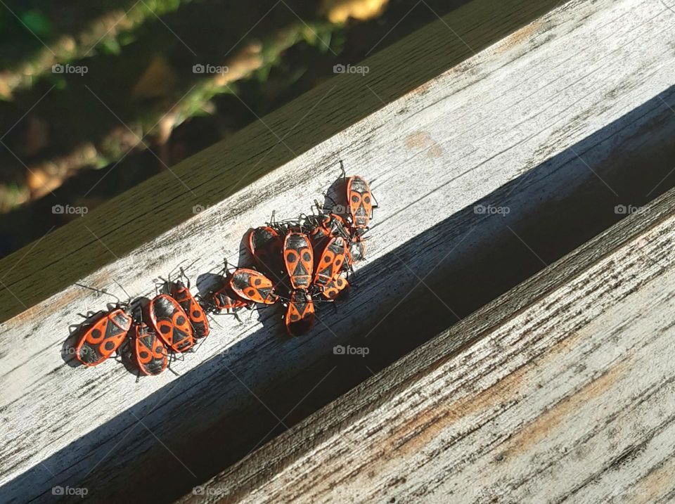 little creatures enjoying warm days