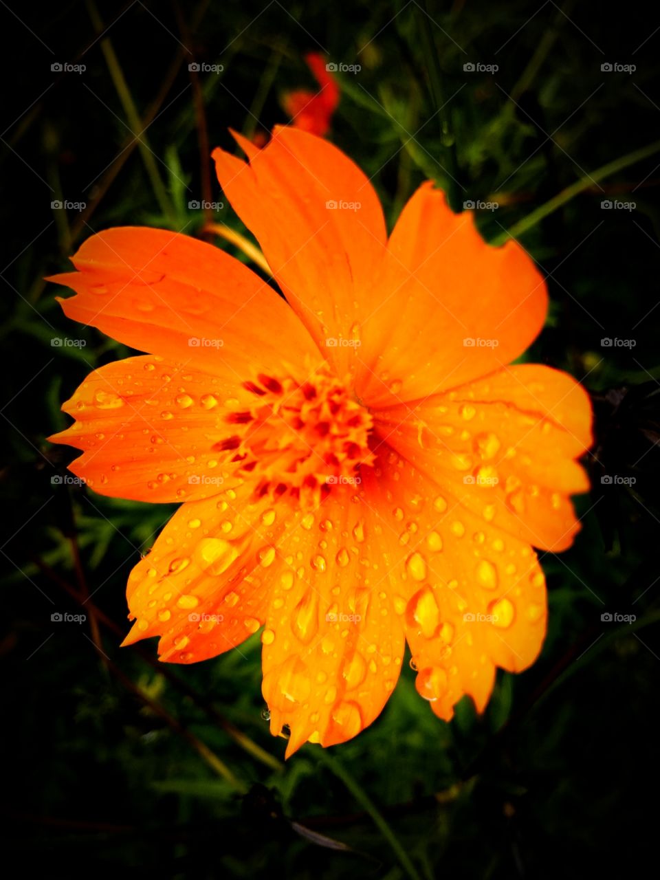 water drop in flower