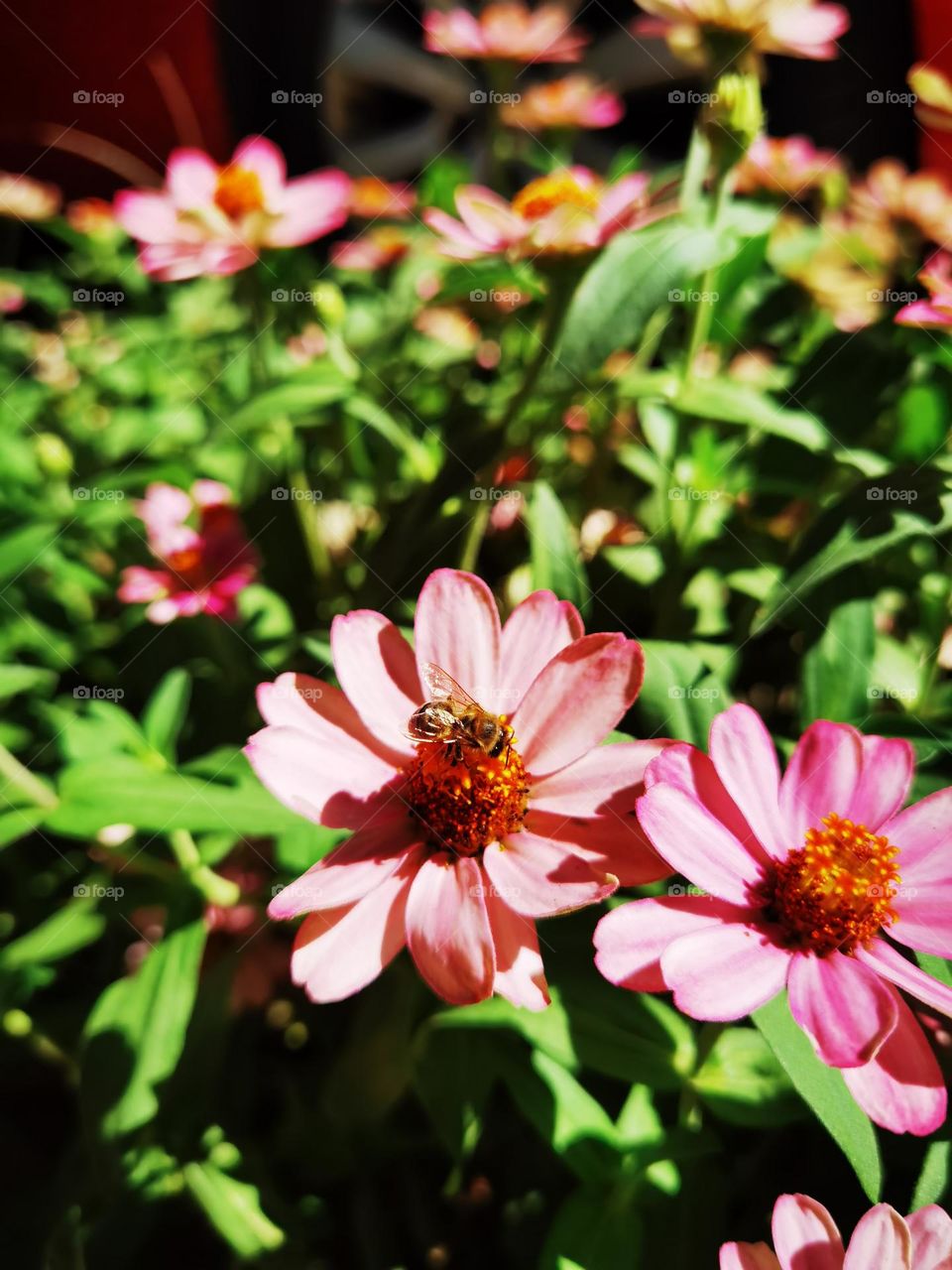 Pink Garbera and a little Bee