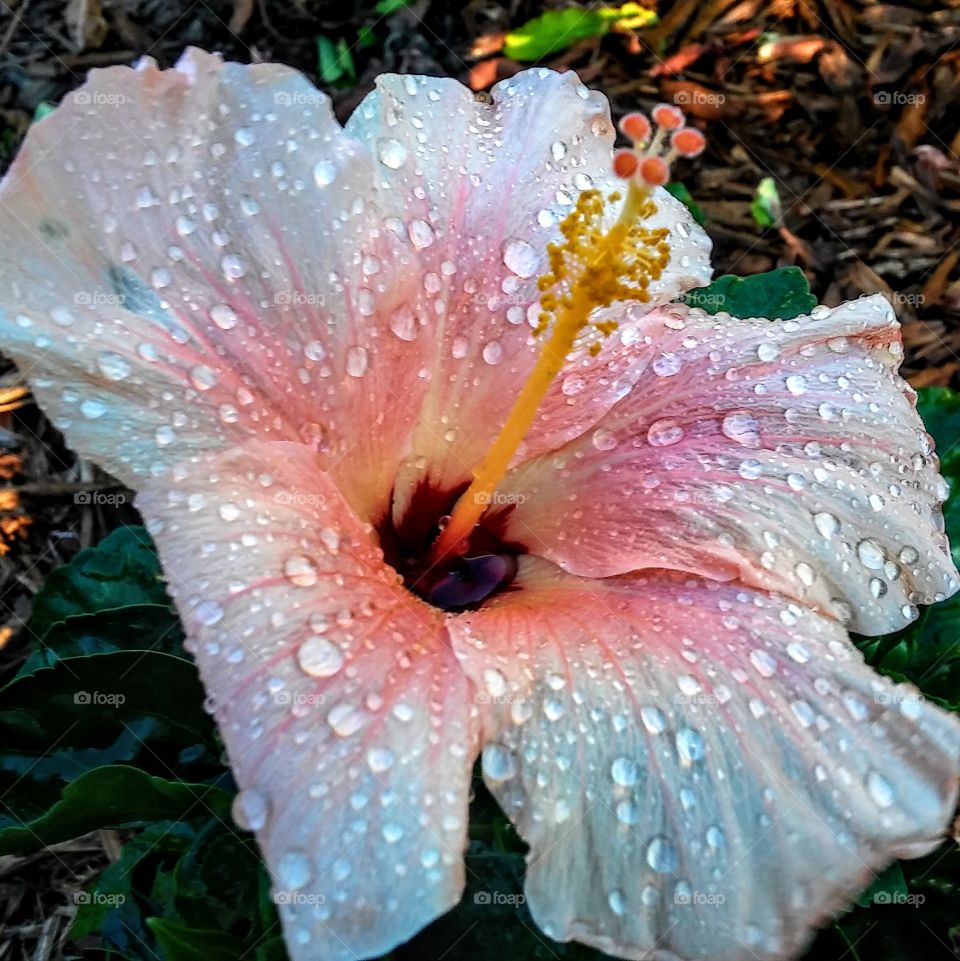 Morning dew on hibiscus flower
