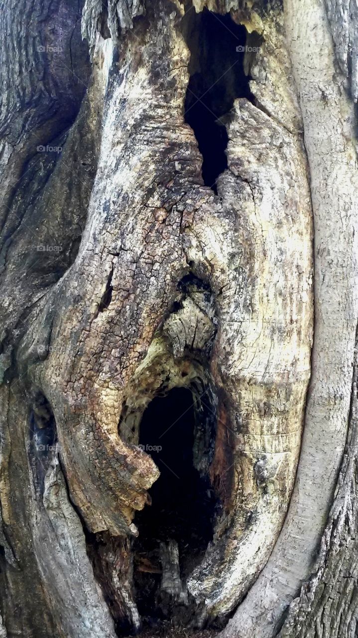 Nature, Tree, No Person, Wood, Desktop