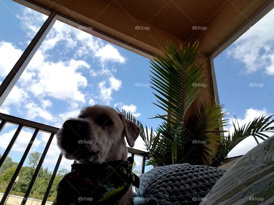 Wheaten Terrier What Could Be Merrier?! 😍