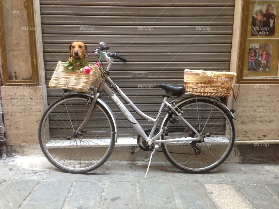 Dog on a bicycle!