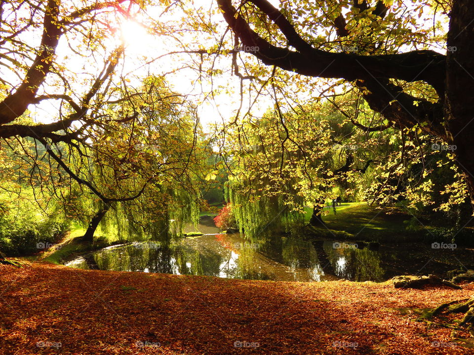 gorgeous park