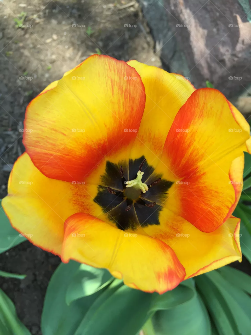 Tulips