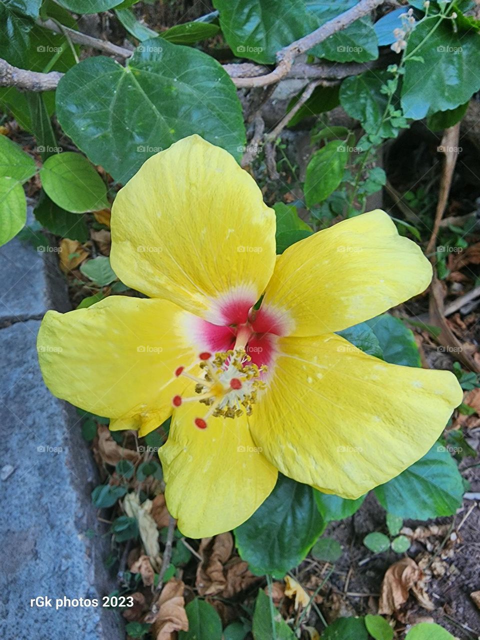 Yellow hibiscus