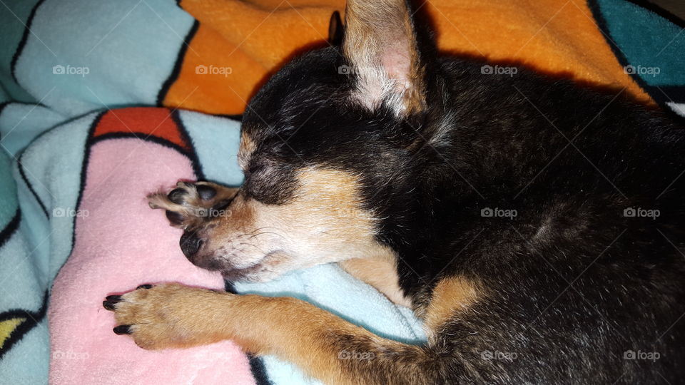 sleeping chihuahua