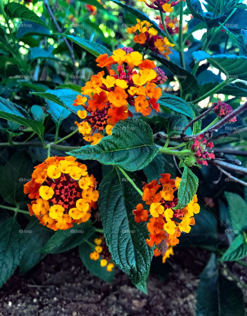 Here are some amazing yellow and orange flowers from my garden.