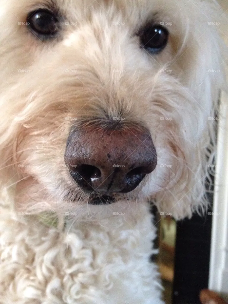 Dog nose