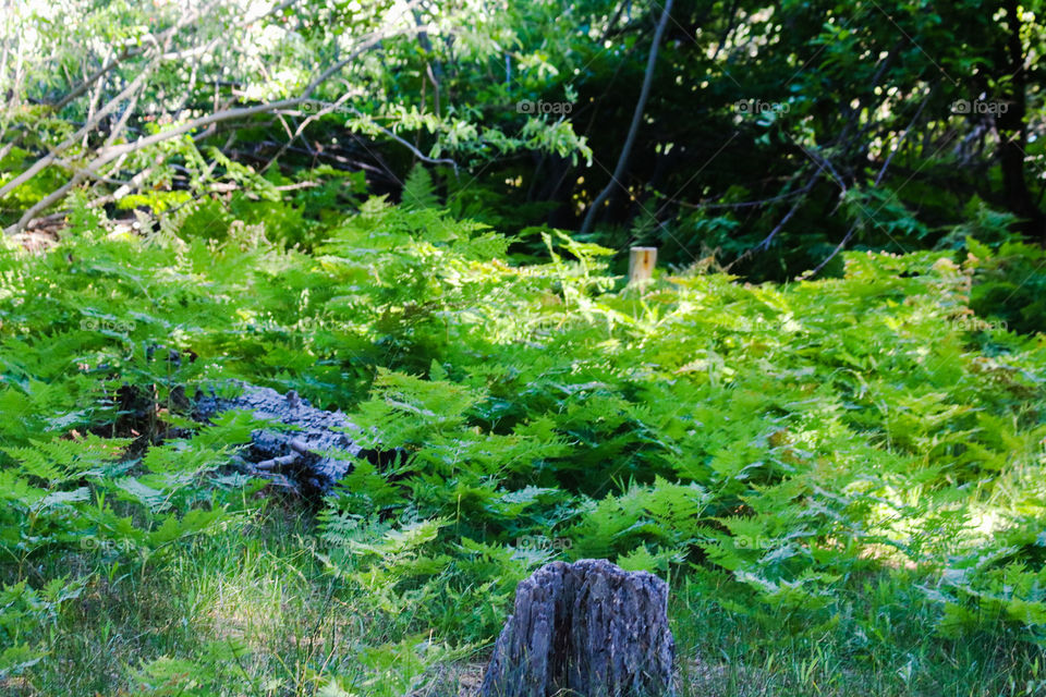 Sequoia National Forest ferns