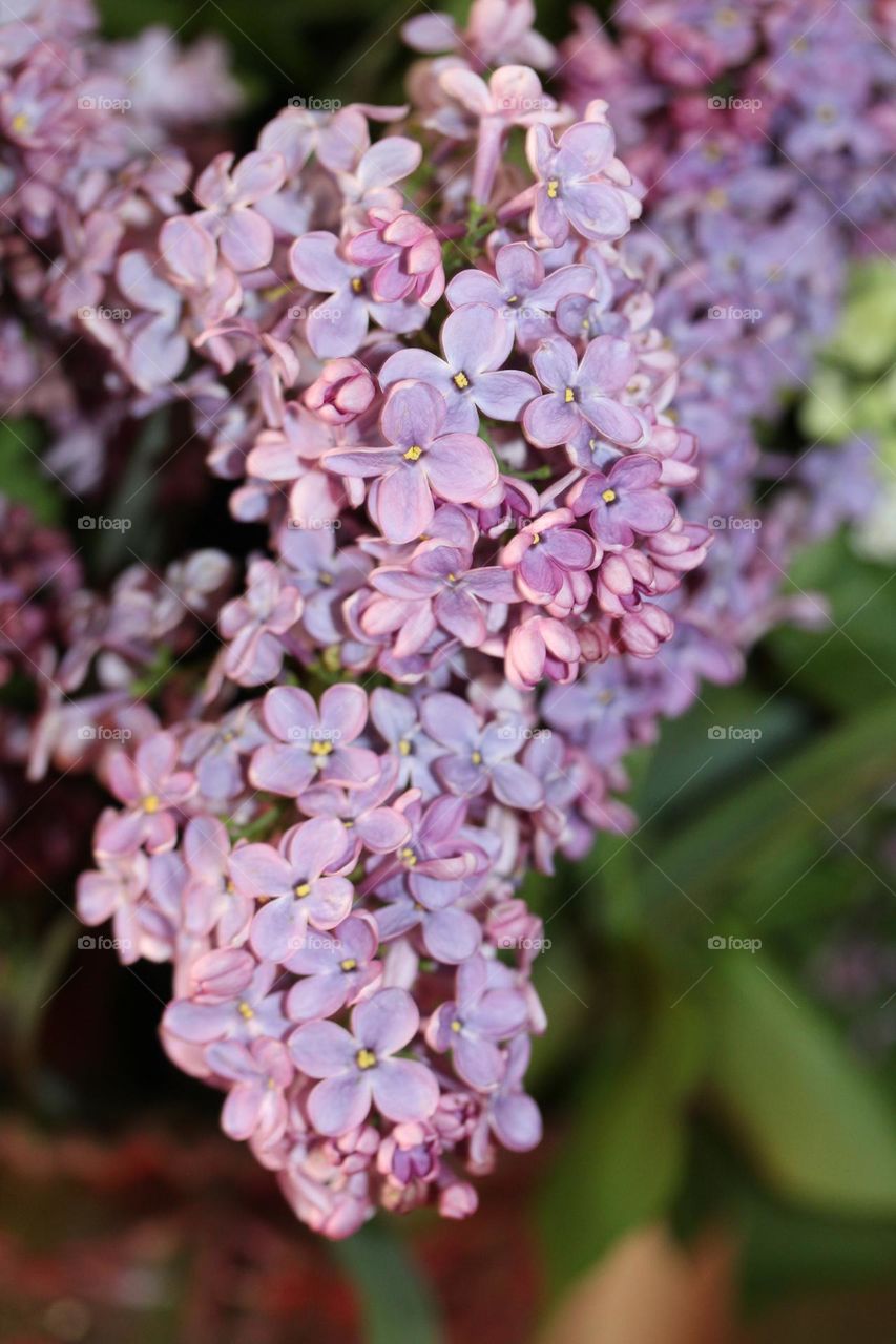 lilac flower