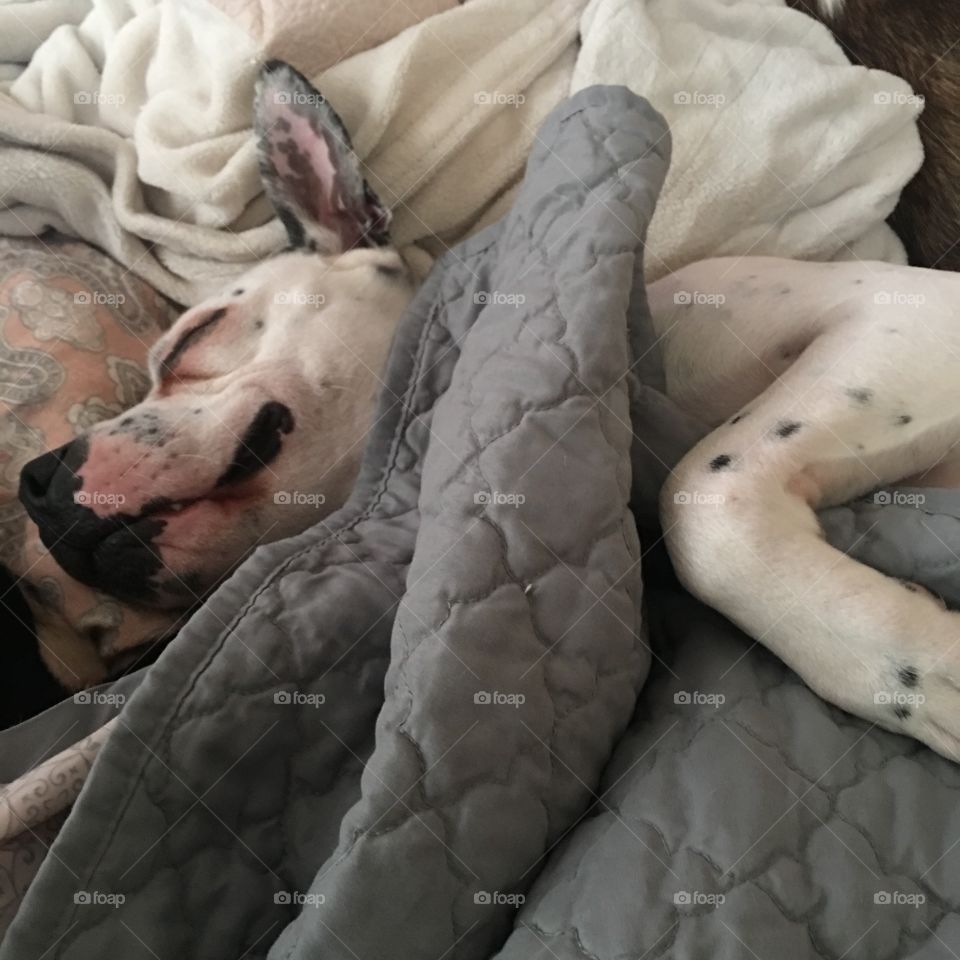 Dylan loves to snuggle up in the covers any chance he can get! 