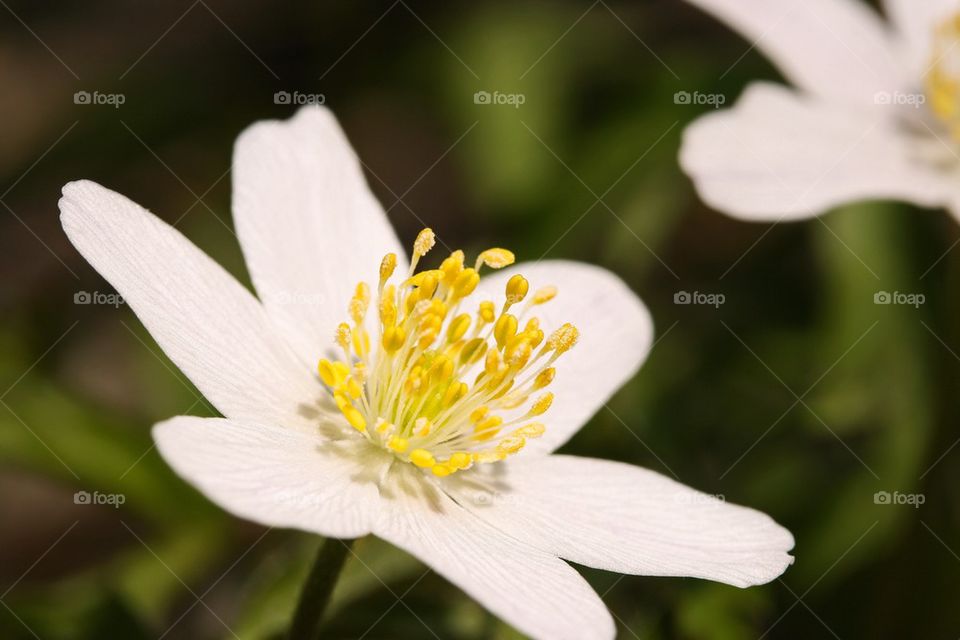 Wood anemone