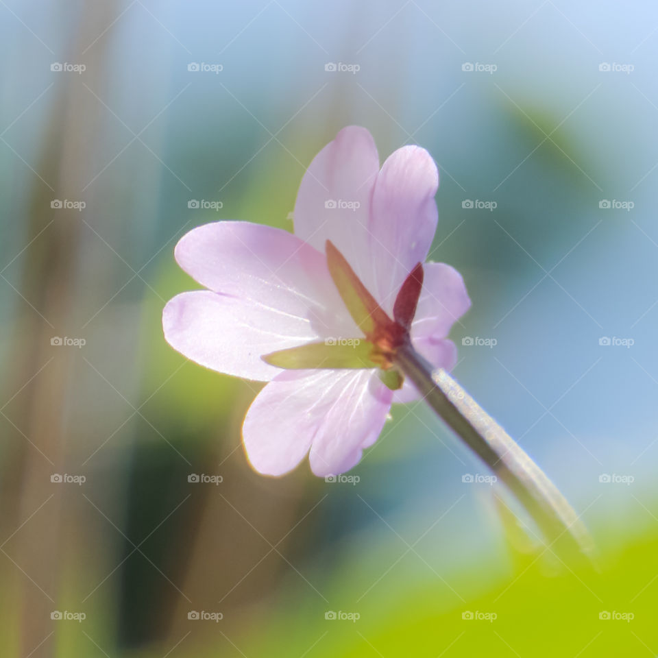 Backlit Flower Macro