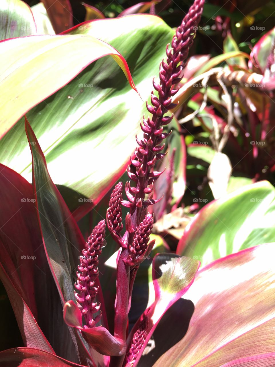 Deep red tropical flower with large leaves surrounding it found in Hawaii.