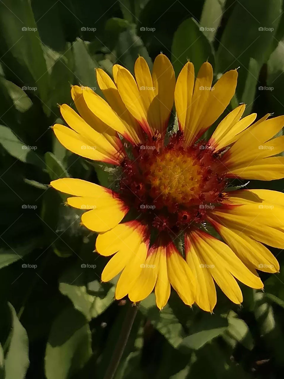 Yellow Flowers