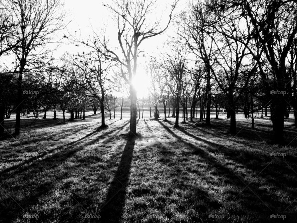 Black and white photo of the sun setting behind a grove of trees