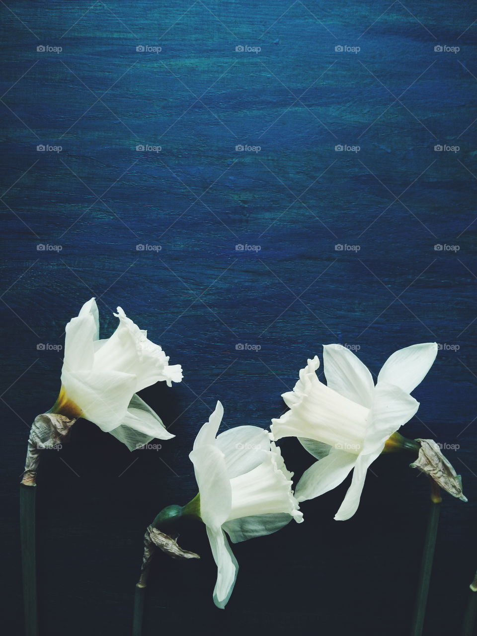 White Daffodils. Several white Daffodils on blue wooden background