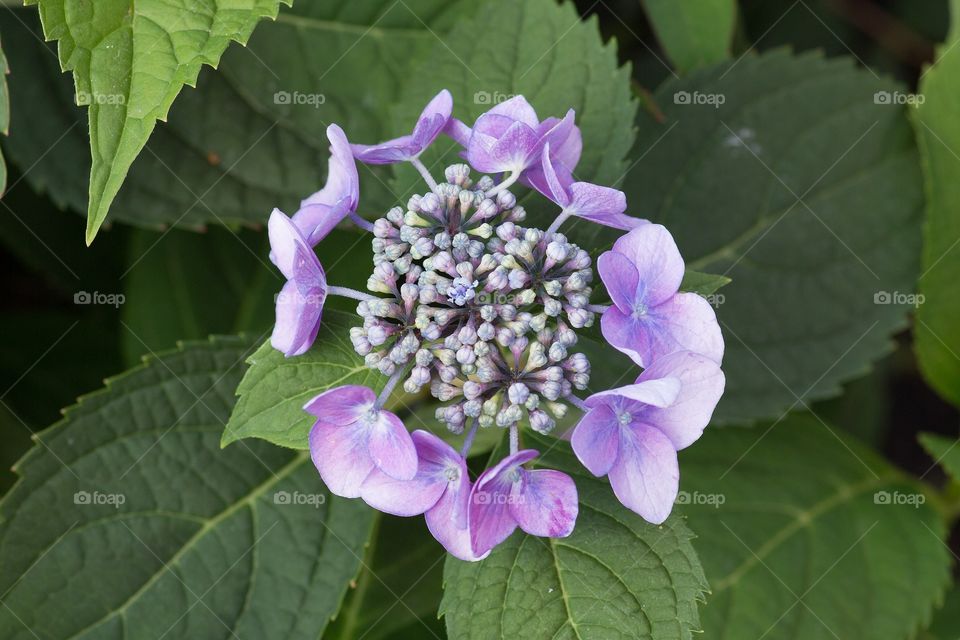 Hydrangea