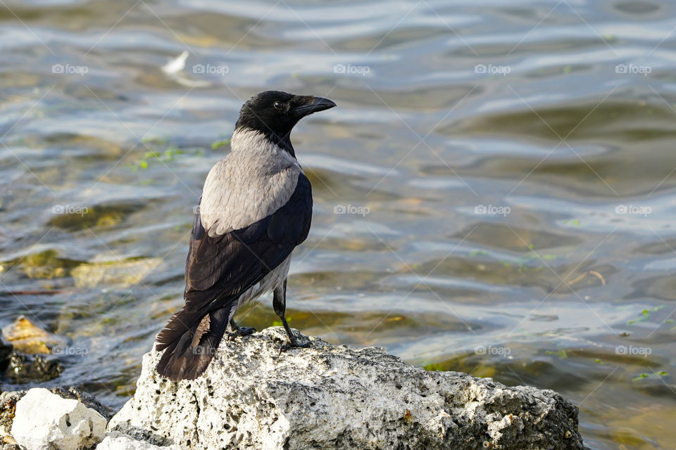 attractive gray crow sits on the shore of the lake