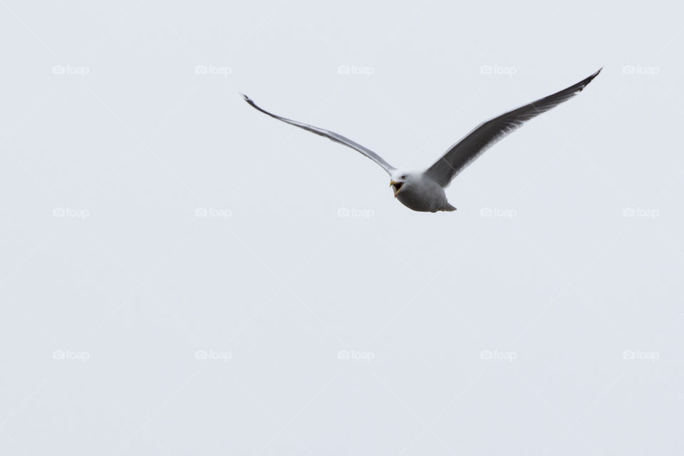 Flying screaming seagull - flygande skrikande fiskmås