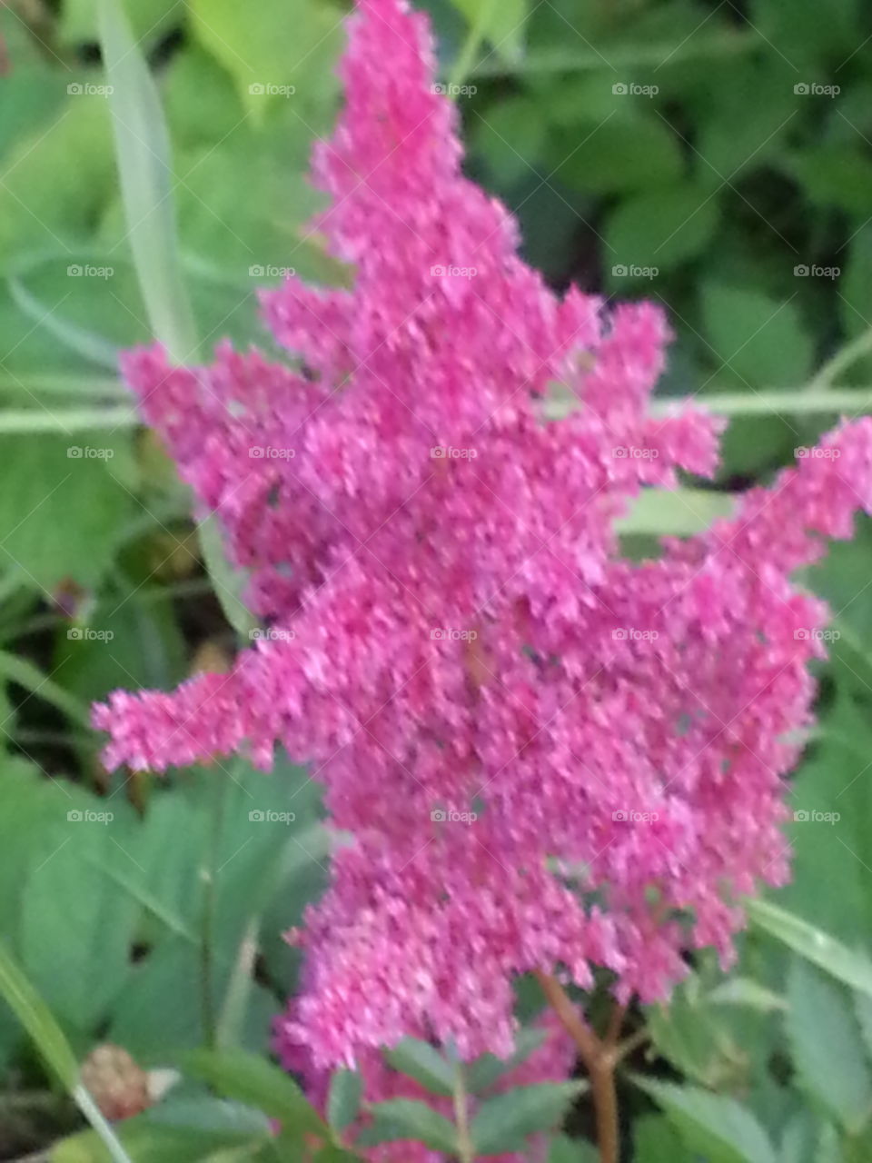 fusia flower in the garden