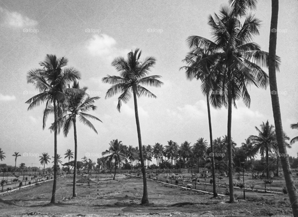 beauty of black and white