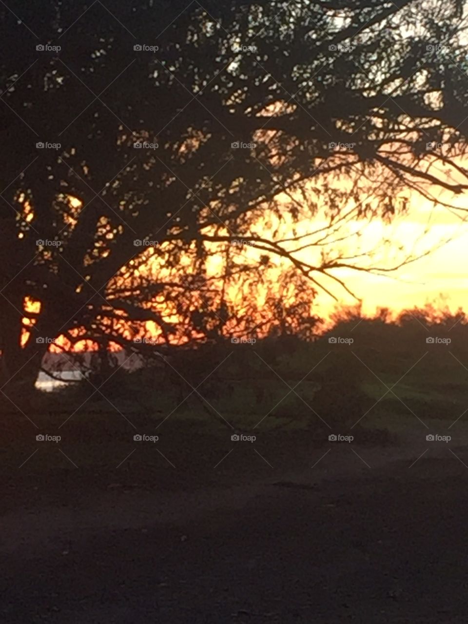 Sunset through trees