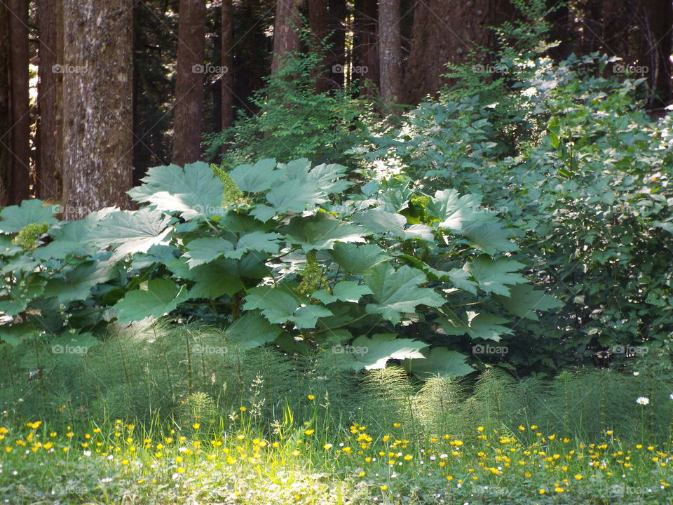 Olympic National Park