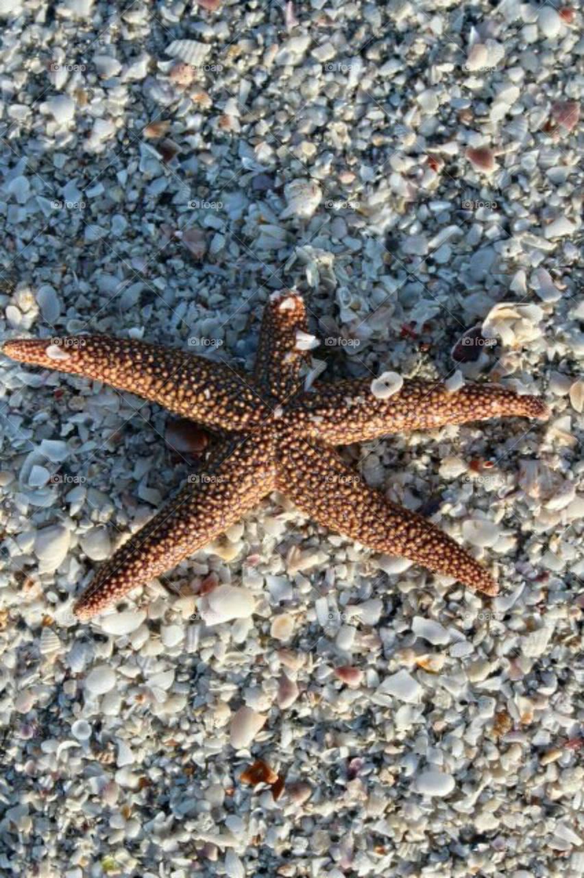 Florida starfish