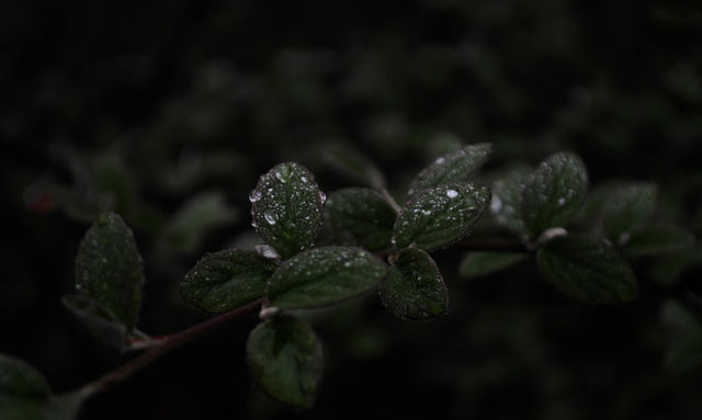 green leaves