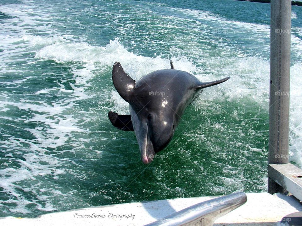 Dolphin