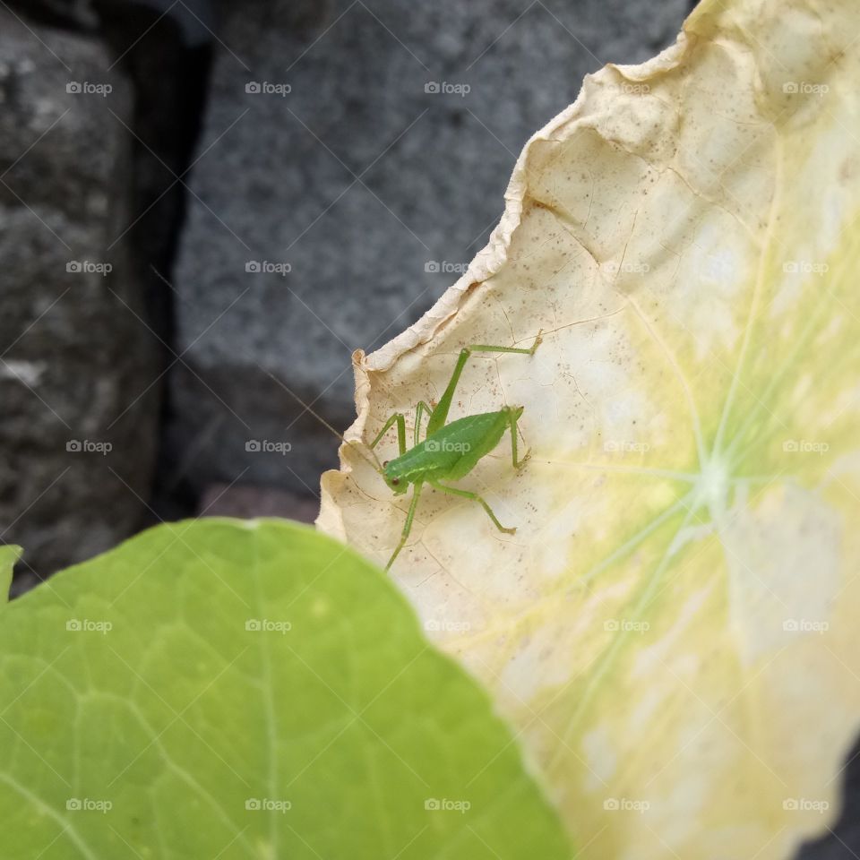 Grasshopper - Grashüpfer