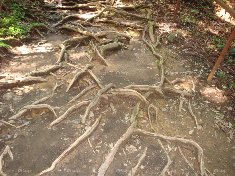 Roots on the ground 