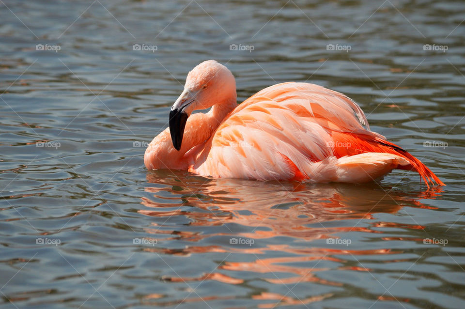 Flamingo beauty