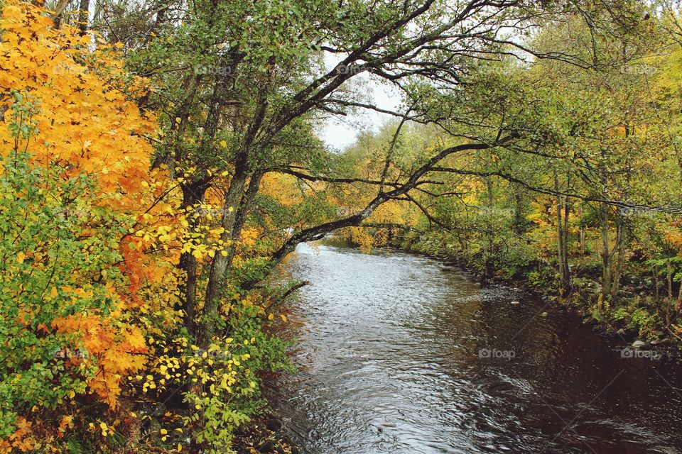 River in the forest