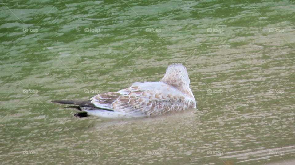 Seagull hanging out on water