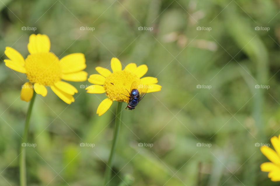 flower yellow blue fly nature summer