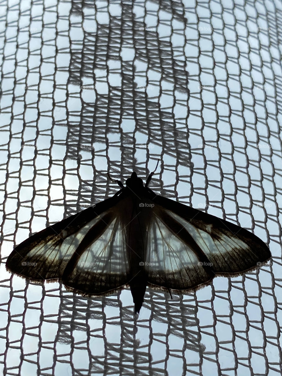Black and white photography of a butterfly on the curtain