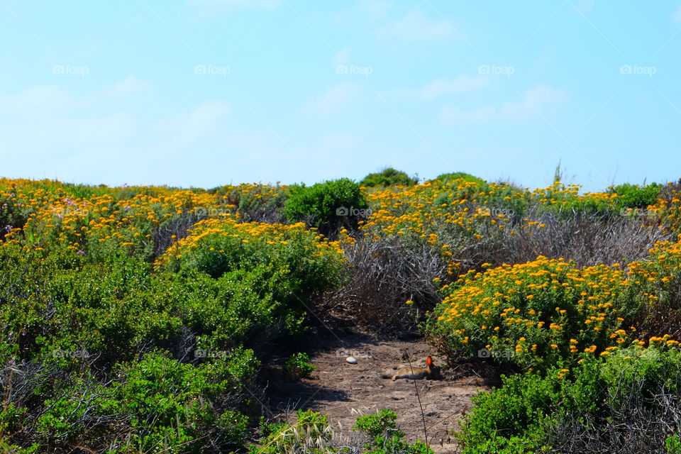 Bees swarm around these coastal wildflowers.