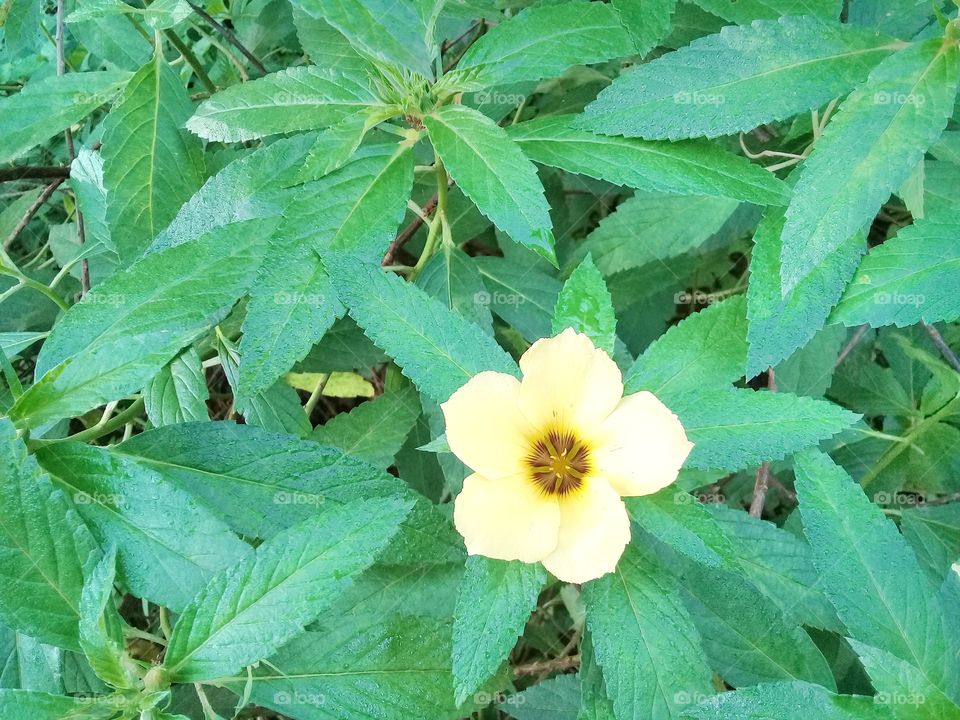 useful plant Turnera ulmifolia