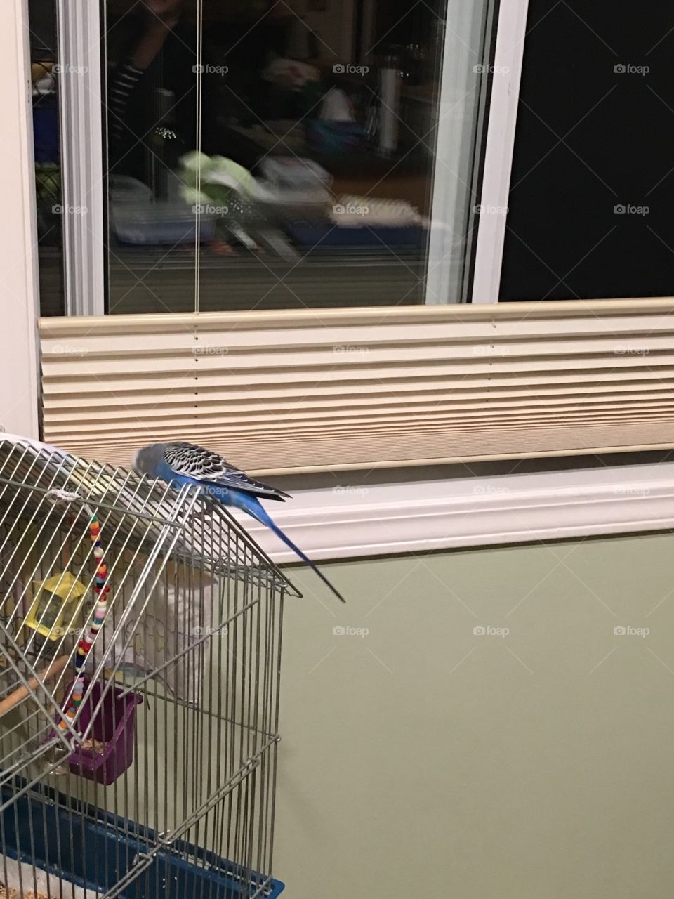 Bird on a cage
