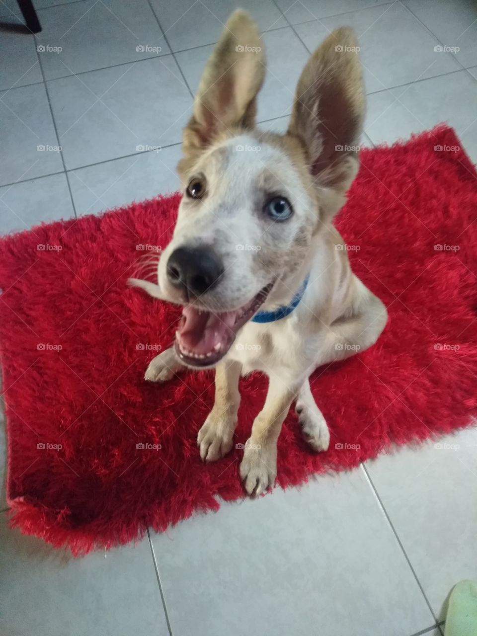 The happiness of a rescue dog