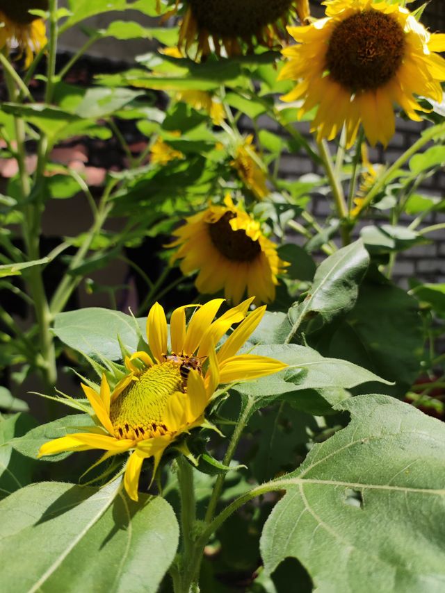 gardens filled with beautiful yellow sunflowers