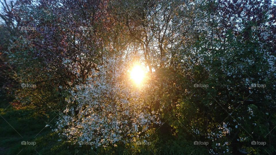 Magnolias sunset in white scens