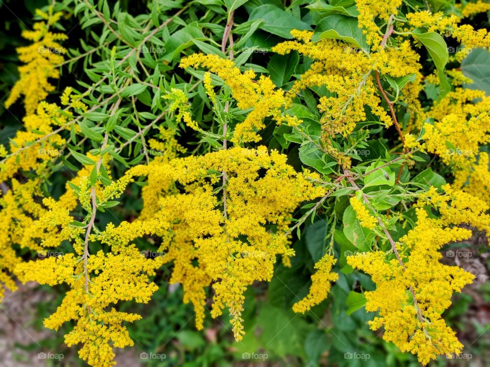 Goldenrod in bloom