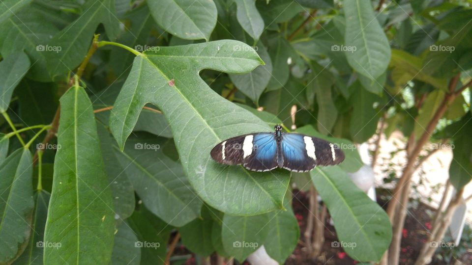 resting butterfly