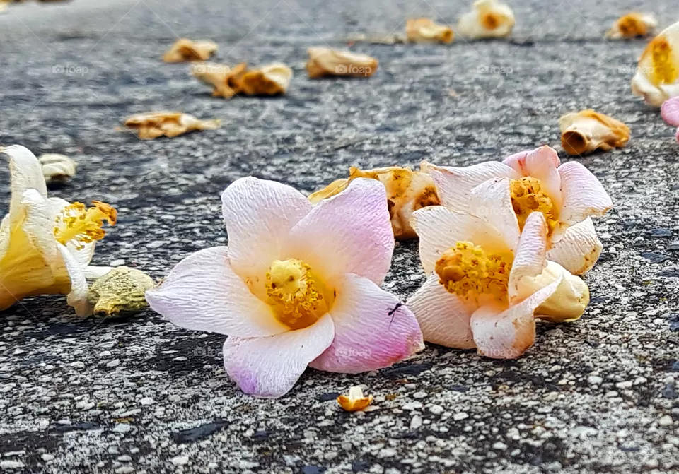 Last bloom